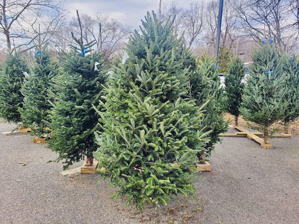 Christmas trees in one of our client's stores -- the Merrifield Garden Center. 