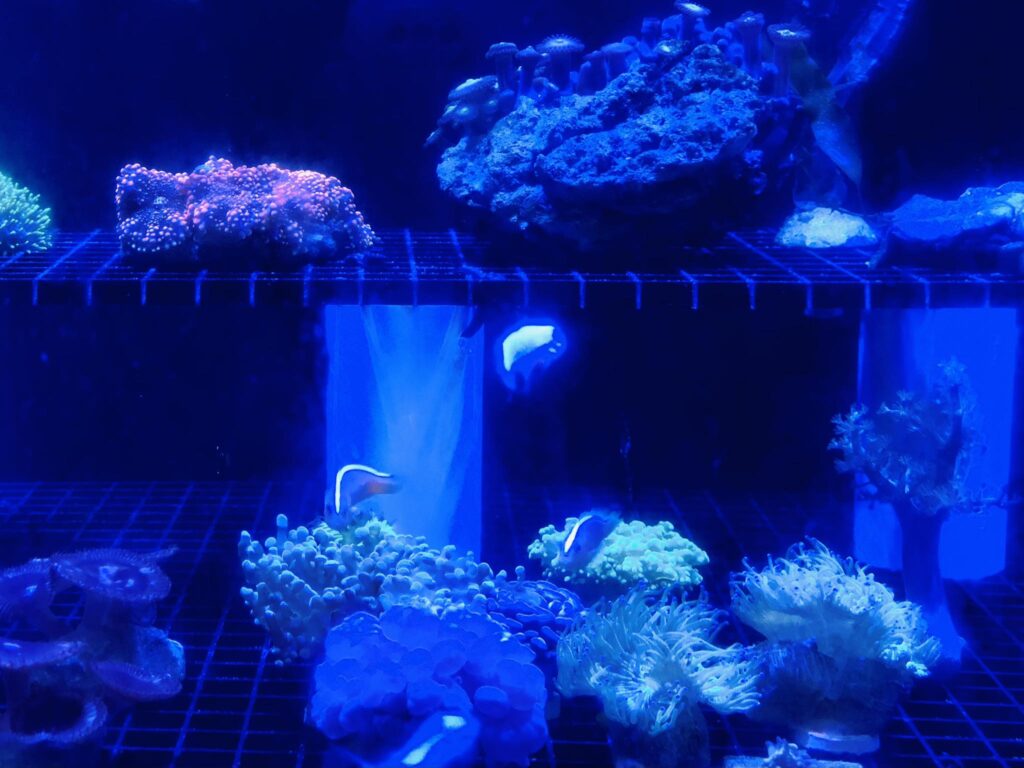 Aquarium4Driftwood by Compass Rose -Driftwood Client in Florida - Fantastic Fish and Aquariums
